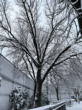 树上积雪