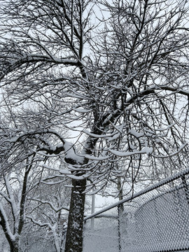 树枝上的积雪