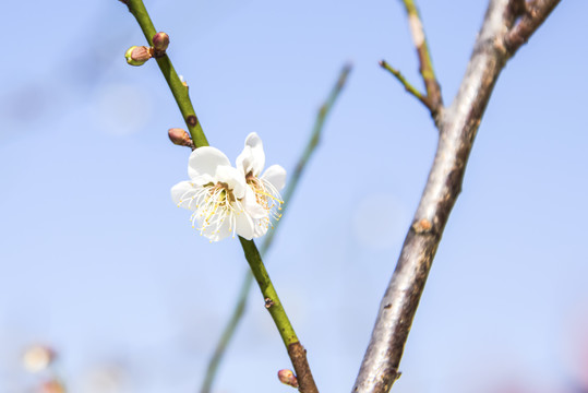 白梅花