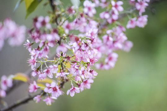 樱花