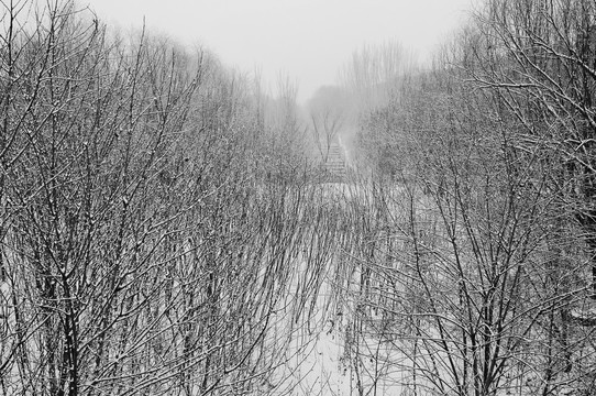 雪景