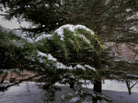 松树上的积雪