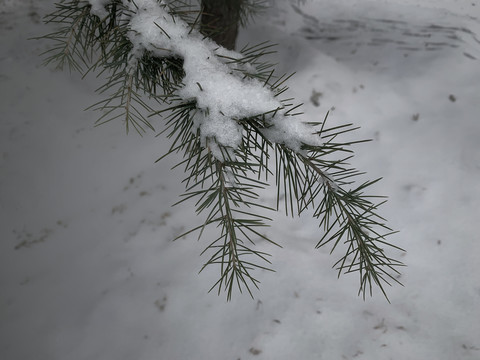 松针积雪