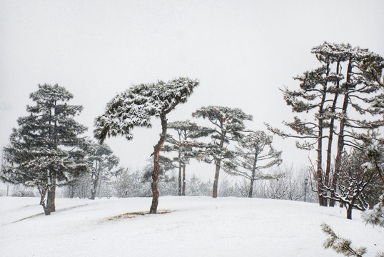 雪景