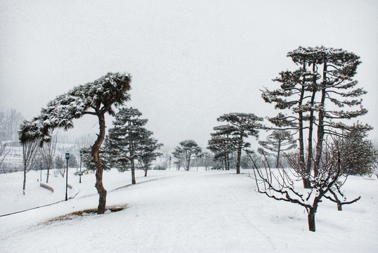 雪景