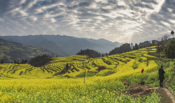 宜宾屏山中都油菜花海美丽乡村