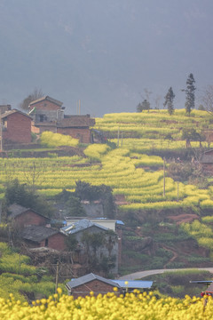 屏山中都油菜花民居田园风光