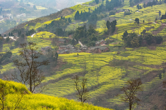 宜宾屏山中都高山油菜花