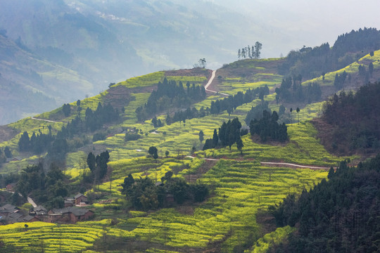 宜宾屏山中都高山油菜花