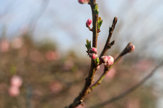 桃花