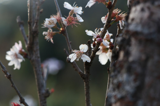 樱花