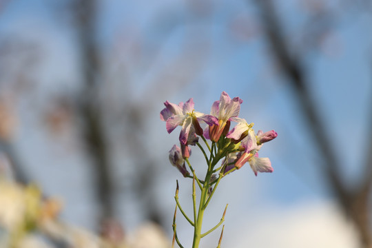 菜花