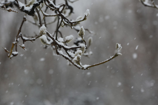 冬天下雪中玉兰花花苞