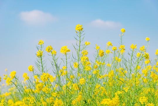 南沙农田油菜花