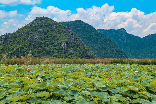 阳朔风光