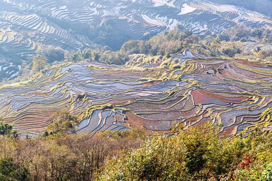 元阳坝达梯田