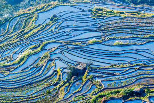 元阳坝达梯田