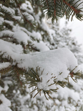 瑞雪