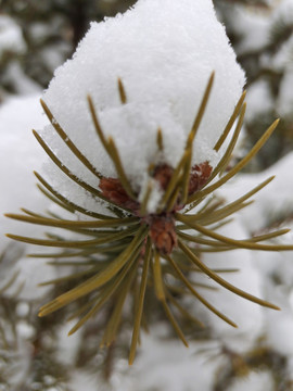 雪