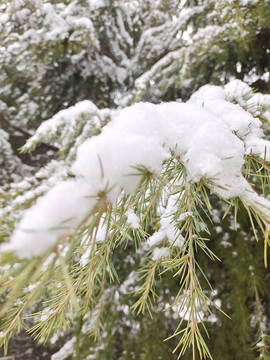 瑞雪