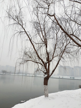 雪压枝头