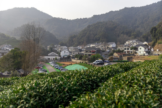 龙井茶