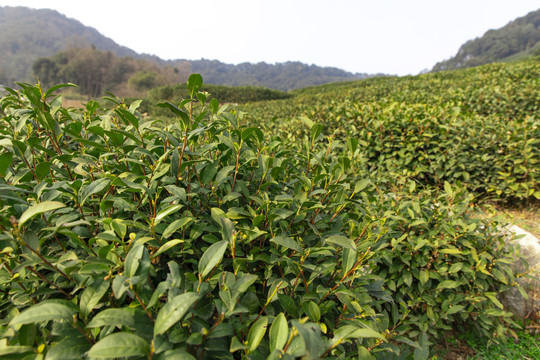 龙井茶