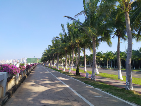 滨海大道椰子树