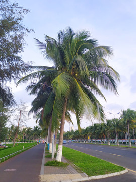 路边椰子树