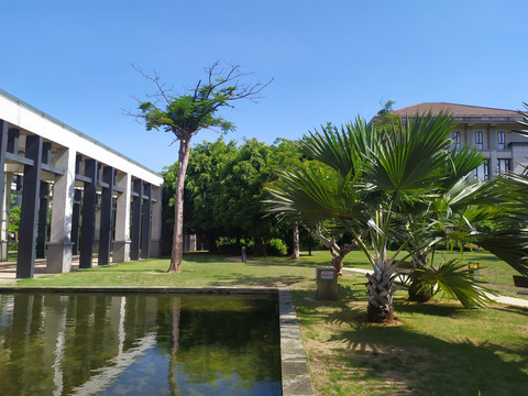 水塘椰树草地建筑