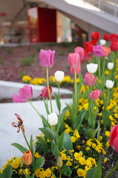 郁金香花