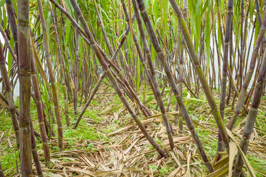 大棚甘蔗种植