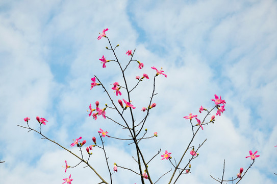 丝木棉花