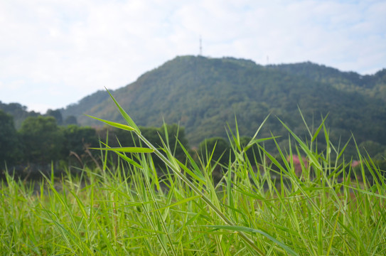 绿色野草素材