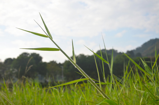 绿色野草