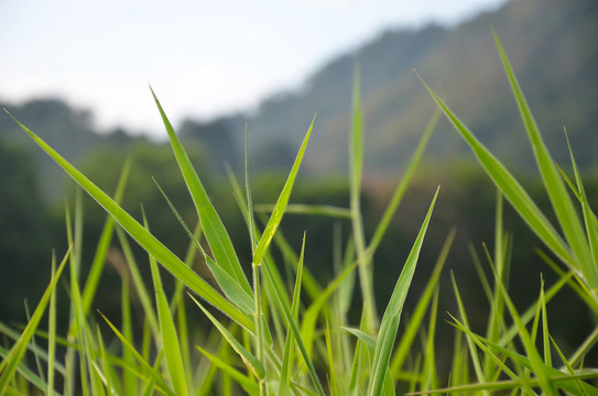 绿色野草