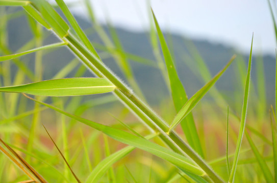 绿色野草