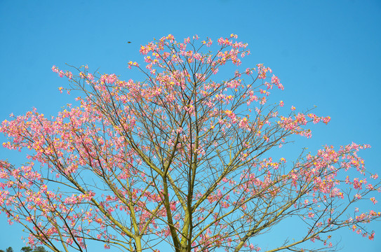 花枝