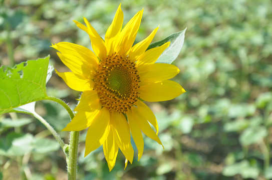 向日葵开花