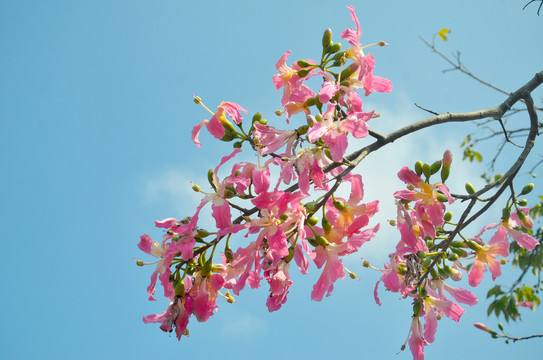 花枝