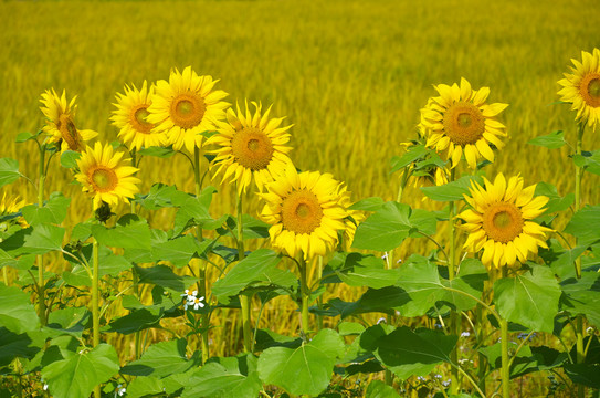 向日葵开花