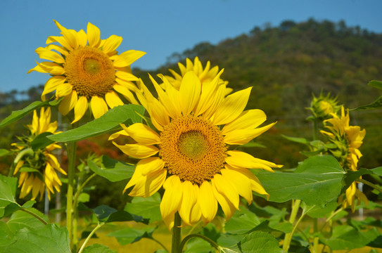 向日葵开花