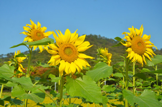 向日葵开花