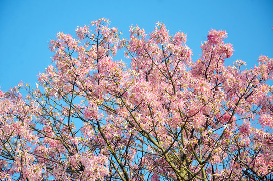 花枝