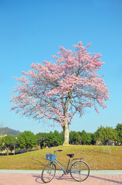 美丽异木棉