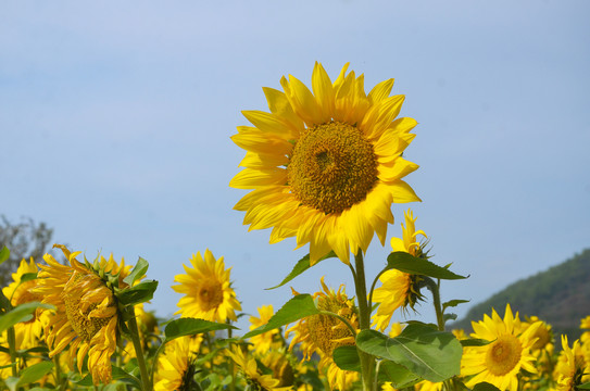 向日葵开花