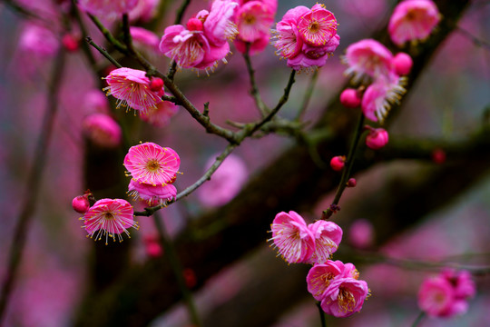 红梅花高清图