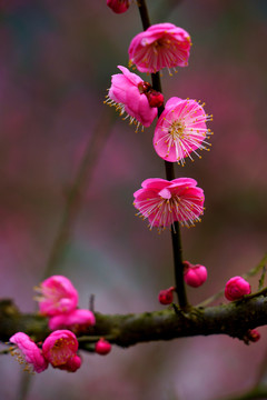 红梅花高清图