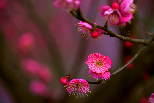 红梅花高清图