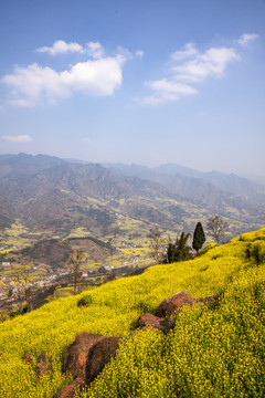 蓝天白云油菜花田园风光